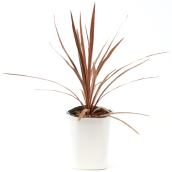 Cordyline, Devry Greenhouse, pot assorti, 4,7''