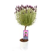 Devry Greenhouse Potted Lavender - 1 gallon