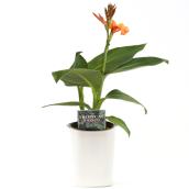 Devry Greenhouse Tropical Plant - 4.7-in - Assorted Colours