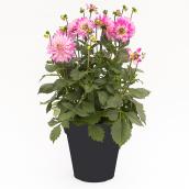 Jardinière assortie, Devry Greenhouse, 11''