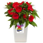 Devry Greenhouse - Impatiens - 4.7-in Pot - Assorted