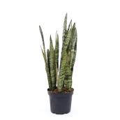 Sansevieria en pot de 10 po, qualité supérieure, assorti