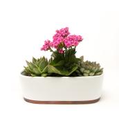 Succulentes en pot de céramique de 12 po, assorties