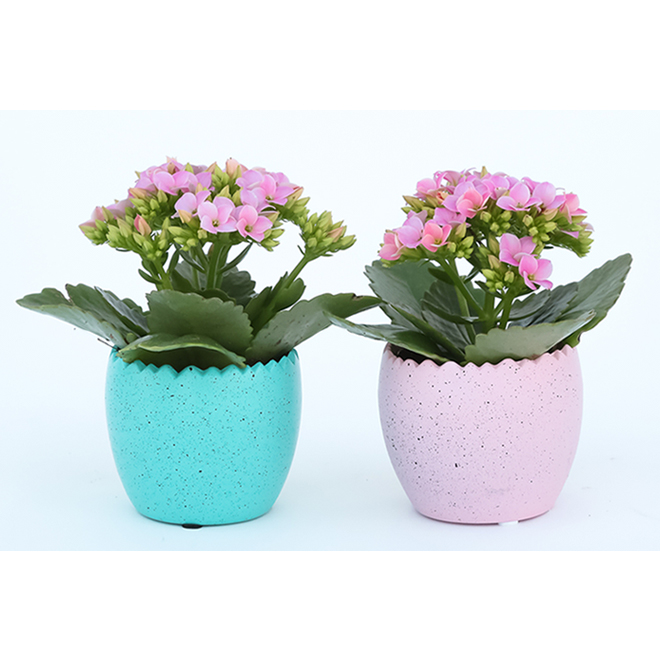 Devry Greenhouse Easter Succulent Plant In A 35 In Ceramic Pot Assorted Colours I35mec Rona 2255