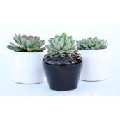 Succulent Plant in 3.5-in Pot - Minimalist Style - Assorted