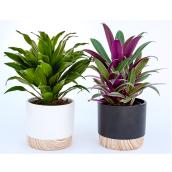 Plante intérieure Devry Greenhouse, pot décoratif de 4 po, assorti