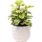Devry Greenhouse - Assorted Indoor Plant in a 6-in Decorative Pot