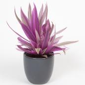 Devry Greenhouse Tropical Indoor Plant in a 4.5-in Decorative Pot - Assorted