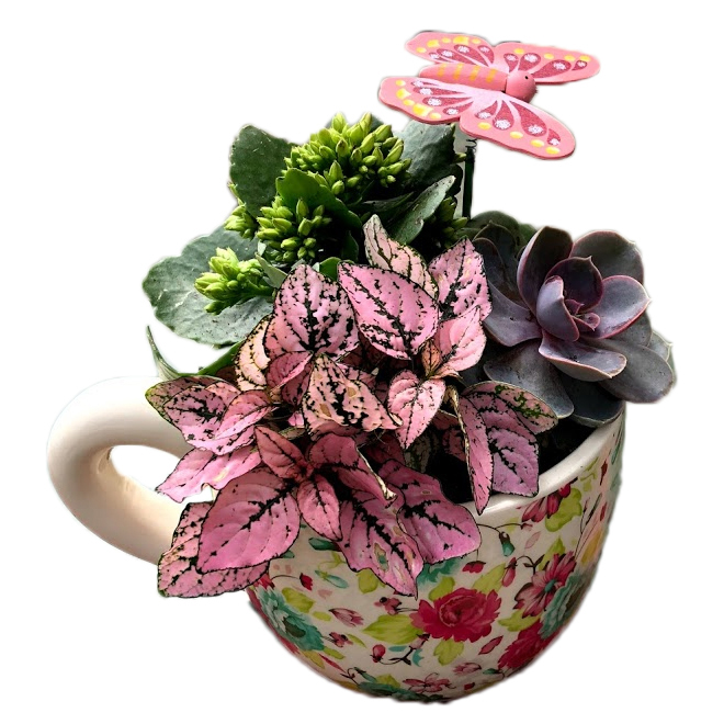 Devry Greenhouse 5-in Ceramic Mug Planter with Assorted Succulents