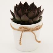 Plante succulente en pot décoratif blanc de 4 po en terre cuite, assorti