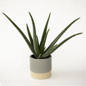 Assortissement de plantes tropicales Bodil, 6 po