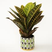 Assortiment de plantes tropicales Devry Greenhouse, Mowgli, 6 po