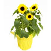 Tournesol, Devry Greenhouse, pot de culture de 6 po