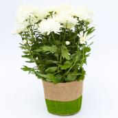 Devry Greenhouse Flowering Plants - 4-in Decorative Pot