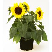 Devry Greenhouse Sunflower - 1-Gallon Grower Pot