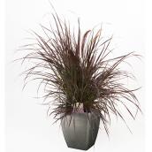Devry Greenhouse Assorted Planter - 11-in Decorative Pot