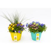 Devry Greenhouse Assorted Spring-Coloured Planters - 11-in