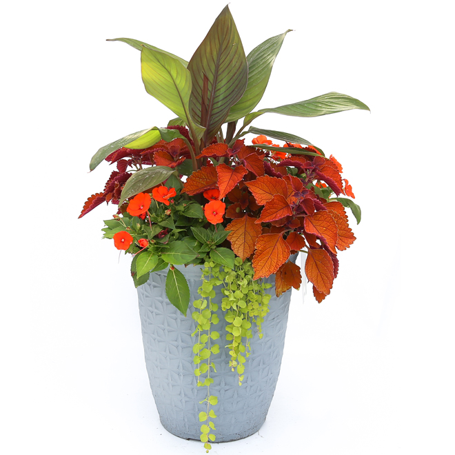 Cecil Annual Planter - 14-in Pot - Assorted