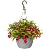 Devry Greenhouse Assorted Colour Fuchsia - 12-in Hanging Basket