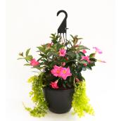 Mandevilla assortis Devry Greenhouse, panier suspendu de 12 po