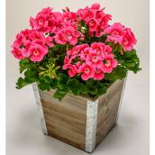 Jardinière d'annuelles Fête des Mères de Devry Greenhouse, 12 po, assorti