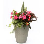 Devry Greenhouse Assorted Tall Tropical Planter - 14-in x 24-in