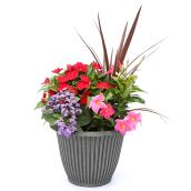 Jardinière tropicale assortie Devry Greenhouse, 13 po