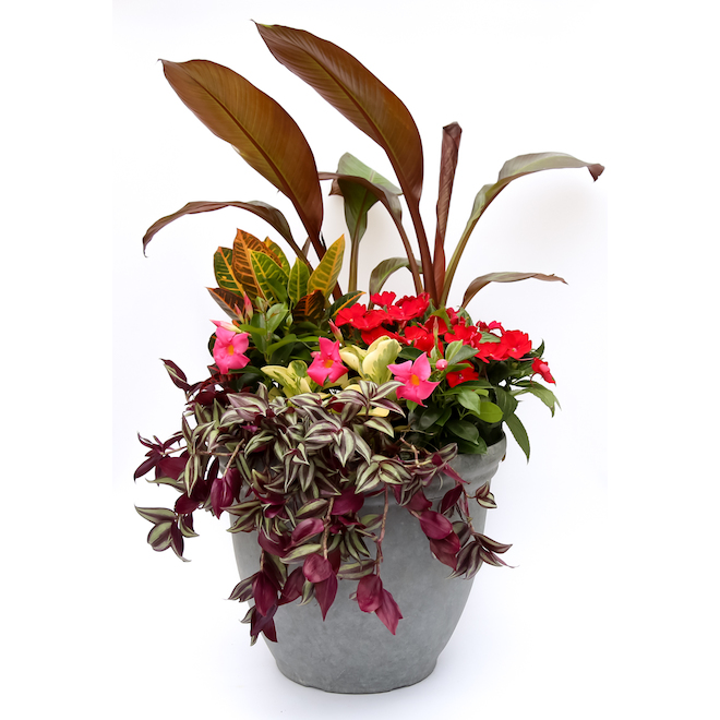 Devry Greenhouse Assorted Tropical Planter - 17-in