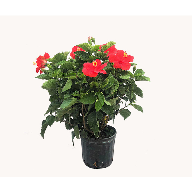 Devry Greenhouse Assorted Hibiscus - 6-in A6HBC | RONA