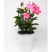 Mandevilla sur treillis couleurs assorties Devry Greenhouse, pot de 1 gallon