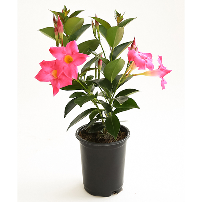 Devry Greenhouse Assorted Colour Mandevilla - 1-Litre Pot GTA4MAN | RONA