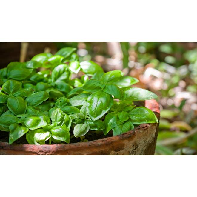 Devry Greenhouse Basil Bowl 10 in Assorted H10BSB RONA