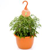 Devry Greenhouse Assorted Pepper Plant - 11-in Hanging Basket