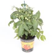 Légume assorti Devry Greenhouse, pot de 5 po