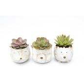 Succulent Plant in 4-in Ceramic Pot - Forest Friends - Assorted