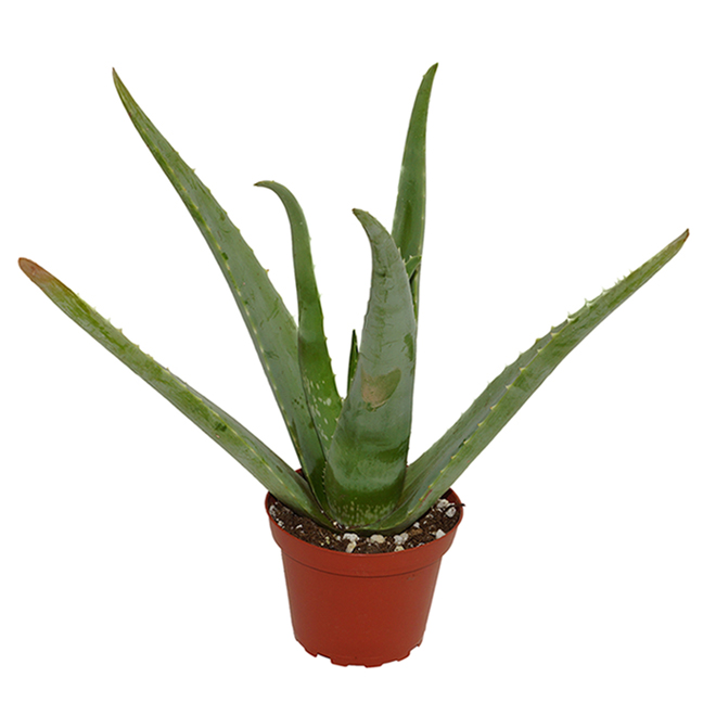 Devry Greenhouse Aloe Vera - 6-in Grower Pot