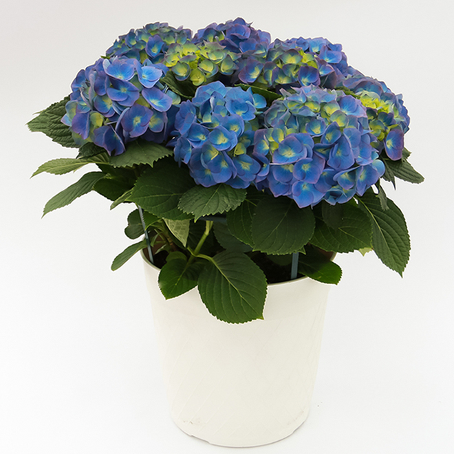 Hydrangea4937　0203 Devry Greenhouse Assorted Hydrangea - 12-in Pot GTP12HYP | RONA