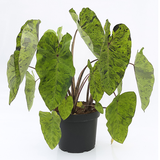 Premium Tropical Plant in 10-in Pot - Assorted