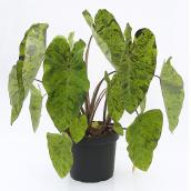 Plante tropicale de qualité supérieure en pot de 10 po, assorti