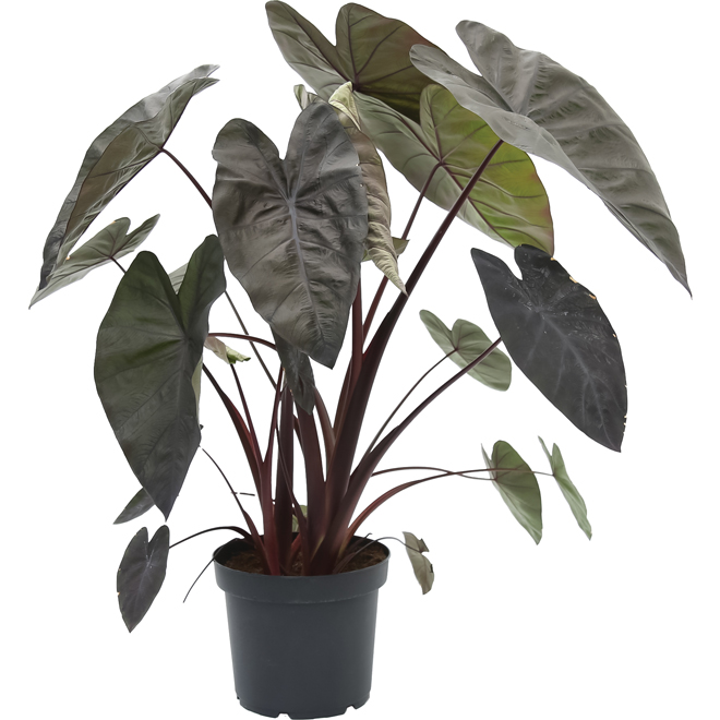 Premium Tropical Plant in 10-in Pot - Assorted