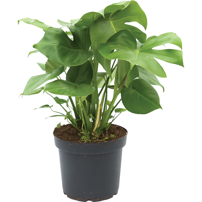 Premium Tropical Plant in 10-in Pot - Assorted