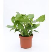 Devry Greenhouse Monstera Foliage Plant in 6-in Pot