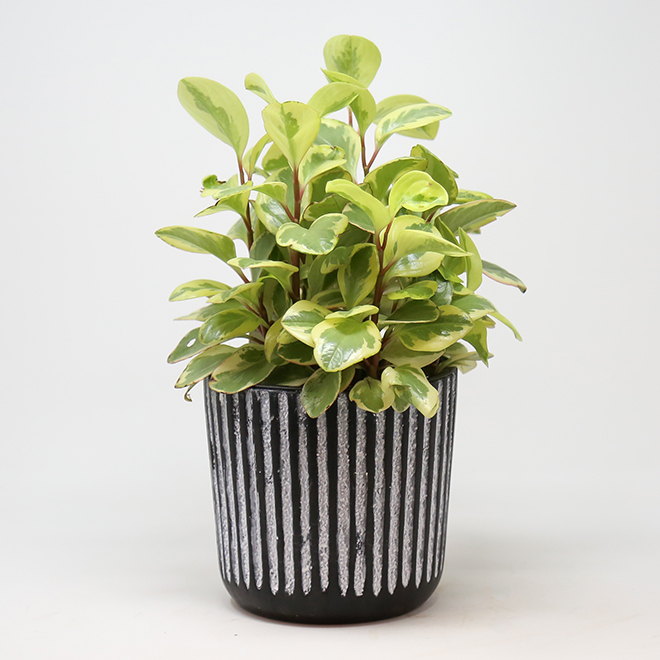 Devry Greenhouse Assorted Tropical Plants in Decorative 6-in Pots