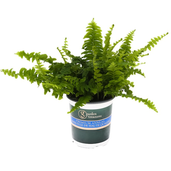 Assorted Fern - 1-gal. Pot