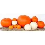 Mini citrouilles plates, orange paquet de 3