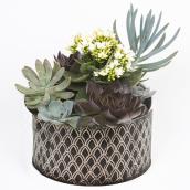 Devry Greenhouse 9-in Succulents bowl