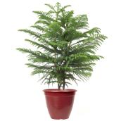 Devry Greenhouse 10-in 1-Pack in Plastic Pot Norfolk Pine