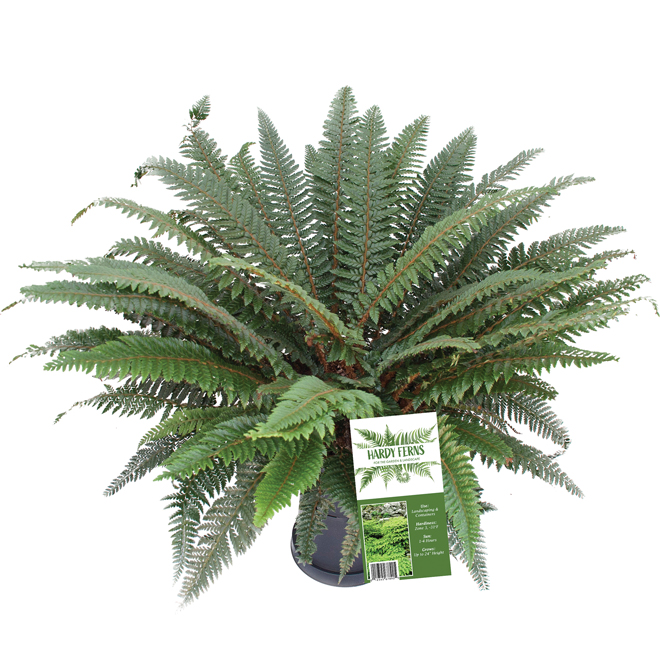 Devry Greenhouse 2-Gal Hardy Fern