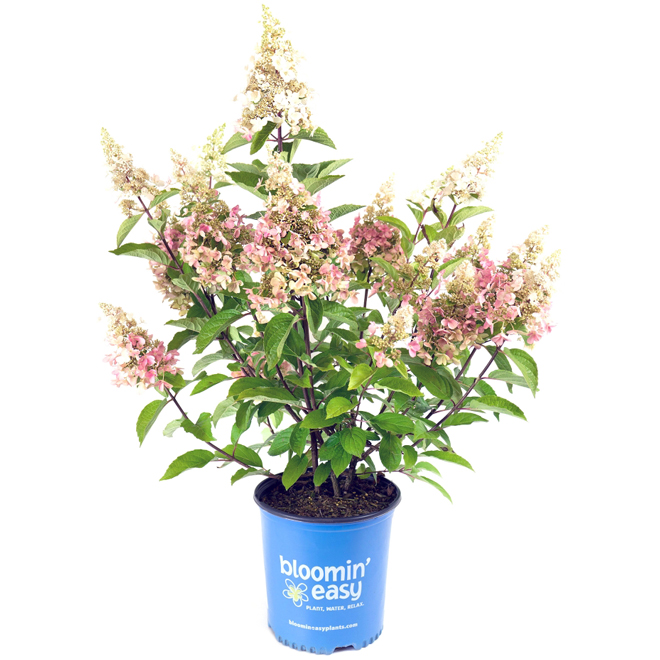 Devry Greenhouse Hydrangea in 2-gal. Pot