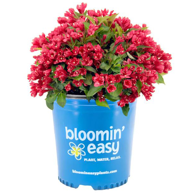 Devry Greenhouse Weigela - 2-Gal